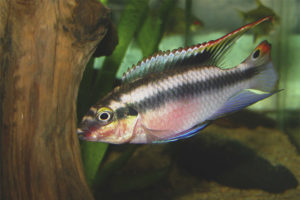 Extractor Pelvicachromis