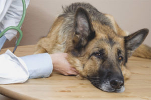 Envenenamiento por comida para perros