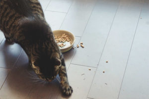 Perché un gatto o un gatto seppellisce il cibo