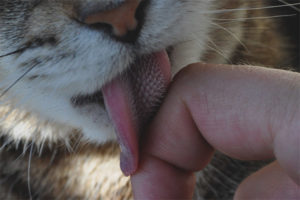 ¿Por qué los gatos tienen una lengua tan áspera?