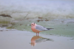 Gaviota rosa