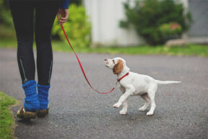 Pada usia berapa anda boleh berjalan dengan anak anjing