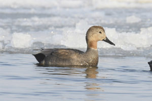 Canard gris