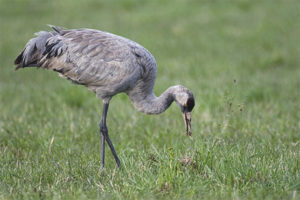 Grulla gris