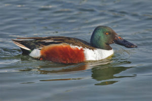 shoveler