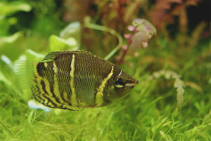 Gourami de chocolate