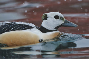 Eider siberiano