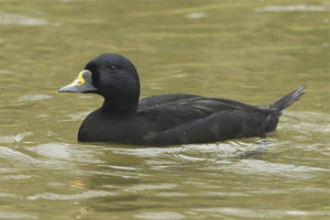 orchetto marino