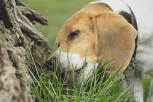 Dog eats grass outdoors