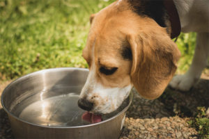 El perro bebe mucha agua.