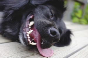 Golpe de calor del perro