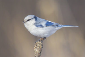 Blue Tit