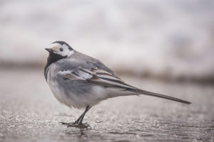 Motacilla bianca