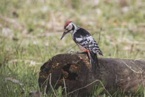 Carpintero de espalda blanca