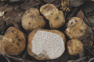 Truffe blanche