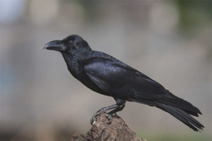 Corbeau à gros bec