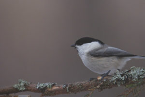 Andatura dalla testa marrone