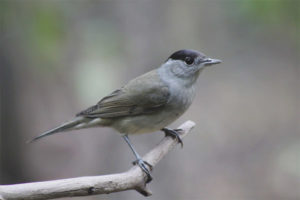 Blackhead Warbler