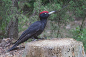 Pájaro carpintero negro