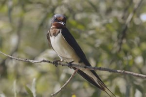 Golondrina