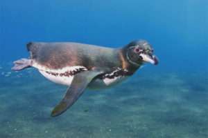 Pingüino de Galápagos