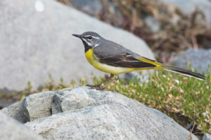 Lavandera de montaña