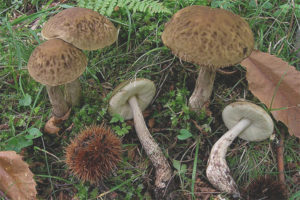 Leccinum griseum