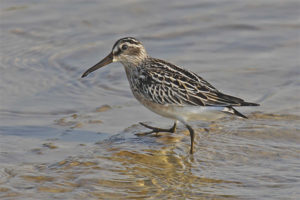 ampio Fatturato Sandpiper