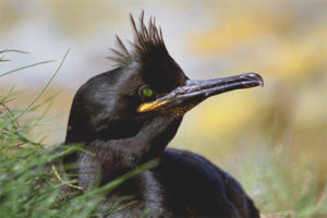 Cormorán con cresta