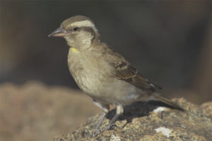 Gorrión de piedra