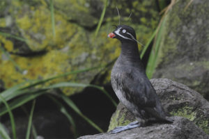 auklets