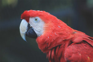 Guacamayo rojo