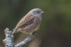 Accentor forestal