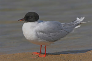 Gaviota pequeña