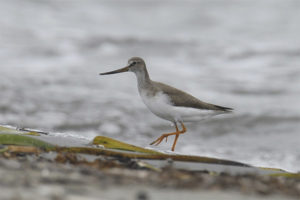 Terek Sandpiper