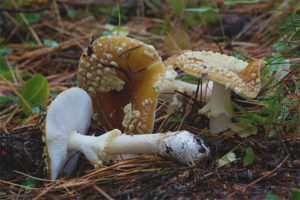 Amanita reale