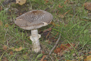 Pantera amanita