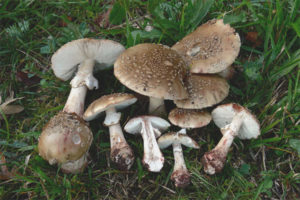 Amanita gris rose