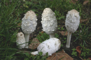 Coprinus blanco