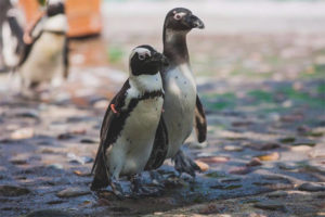 Pinguino dagli occhiali