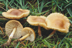 Agaric au miel