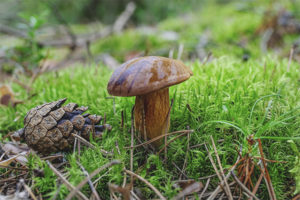 Champignon polonais