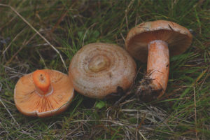 milk cap zafferano