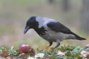 Corbeau gris