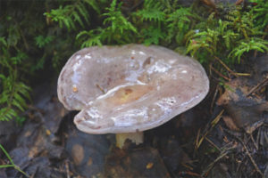 Lactarius flexuosus