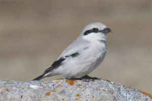 Alcaudón gris