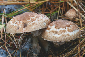 Foresta di champignon