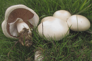 Champignon de champ