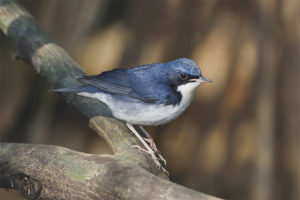 Ruiseñor azul