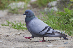 Colomba rocciosa